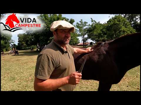 TAKE CARE OF HORSES' GLASSES IN SUMMER