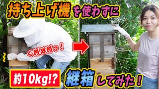 ニホンミツバチの巣箱、持ち上げ機を使わずに継箱したら...！？