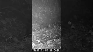 Raposa Se Alimentando #shorts #shortvideo #short #explore #youtubeshorts #viralvideo #memes #comedy