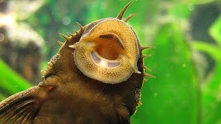 Pleco Bottom Feeder Fish