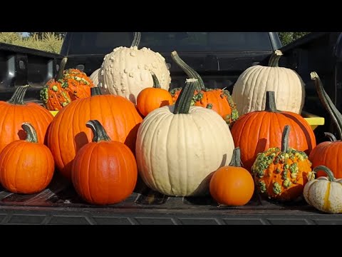 Video: MAGIC LANTERN F1