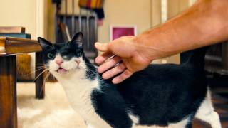 【世界が絶賛した異色作】サメの死骸、双顔の猫、起き上がる死体…／映画『シークレット・エージェント』特報