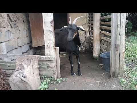 14,07,2020 Просто коза