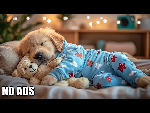 12 Hours Of Dog Calming Music🎵Dog Calming Music for Dogs Deep Sleep🐶 🎵Separation Anxiety Music