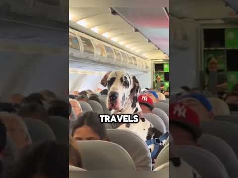 He is The Biggest Great Dane ❤️