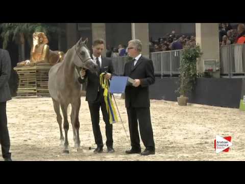 5th-N.130 FUERTE - Verona 2015 - Yearling Colts Championship (Class 14)