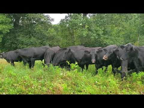 Cattle Range Listing 908C484-301