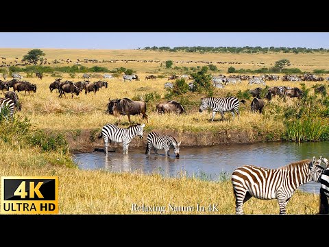African Wildlife in : Central Kalahari Game Reserve, Botswana Real Sounds of Africa