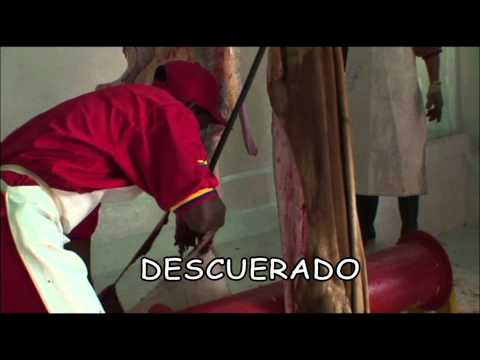 MATADERO FRIGORÍFICO CATATUMBO MAFRICA S.A