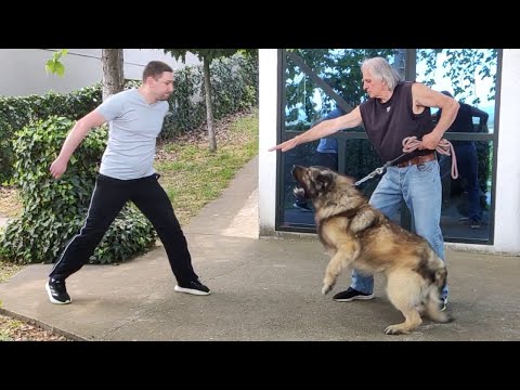 The Fierce Loyalty of a Sarplaninac – One Touch and It’s Over! Would Your Dog Protect You Like This?