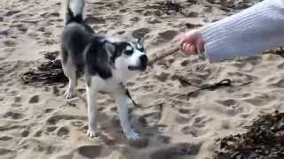 preview picture of video 'Husky has fun day out at the beach'