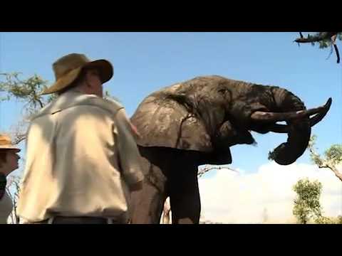 Wildlife in KwaZulu Natal - South Africa