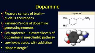 Neurotransmitters Overview