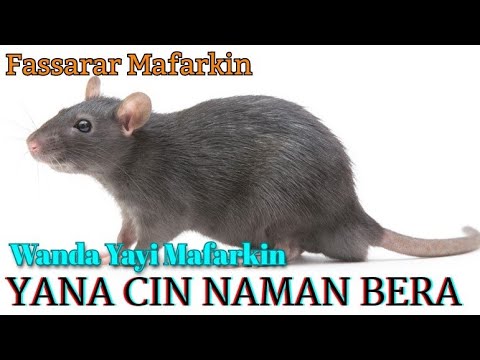 , title : 'Wanda Yayi Mafarkin Yana Cin Naman Bera'