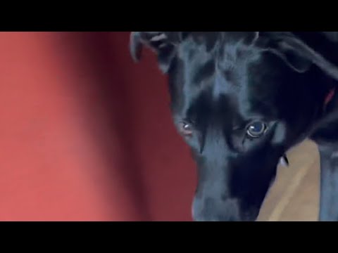 Jax the Black Lab’s Treat Hunt Adventure 🦴🐾 | Smart Dog Morning Challenge!