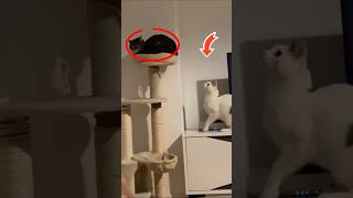 What are these funny kittens doing?
