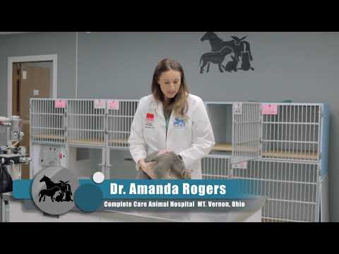 How to put a Seresto collar on your cat with Dr Rogers