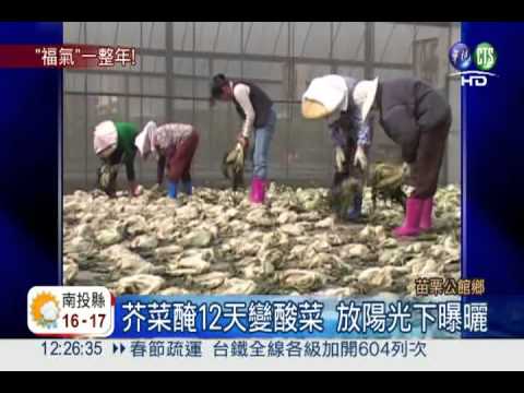 過年必吃! 苗栗公館忙醃福菜