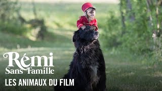 Les animaux - Rémi sans famille