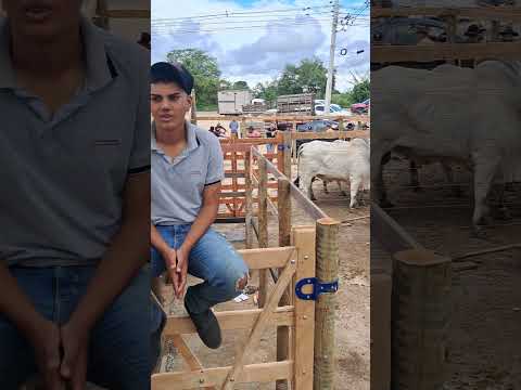 1° feira de gado em Olindina Bahia# #fypシ #gado #youtubeshorts #mercadoagricola #pecuarista  #viral