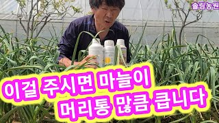 이걸주시면 마늘이 머리통많큼 큽니다~