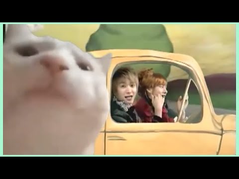 cat vibing to rokkugo by super junior-t