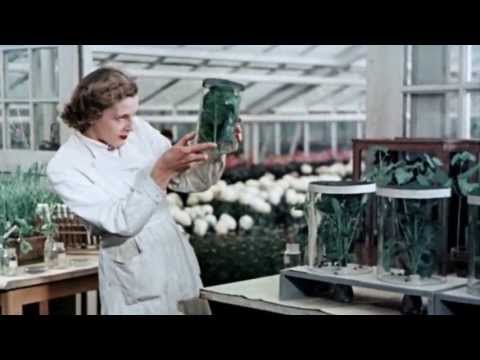 150 Jahre Bayer - 1951 bis 1990 - Ein besseres Leben durch Chemie
