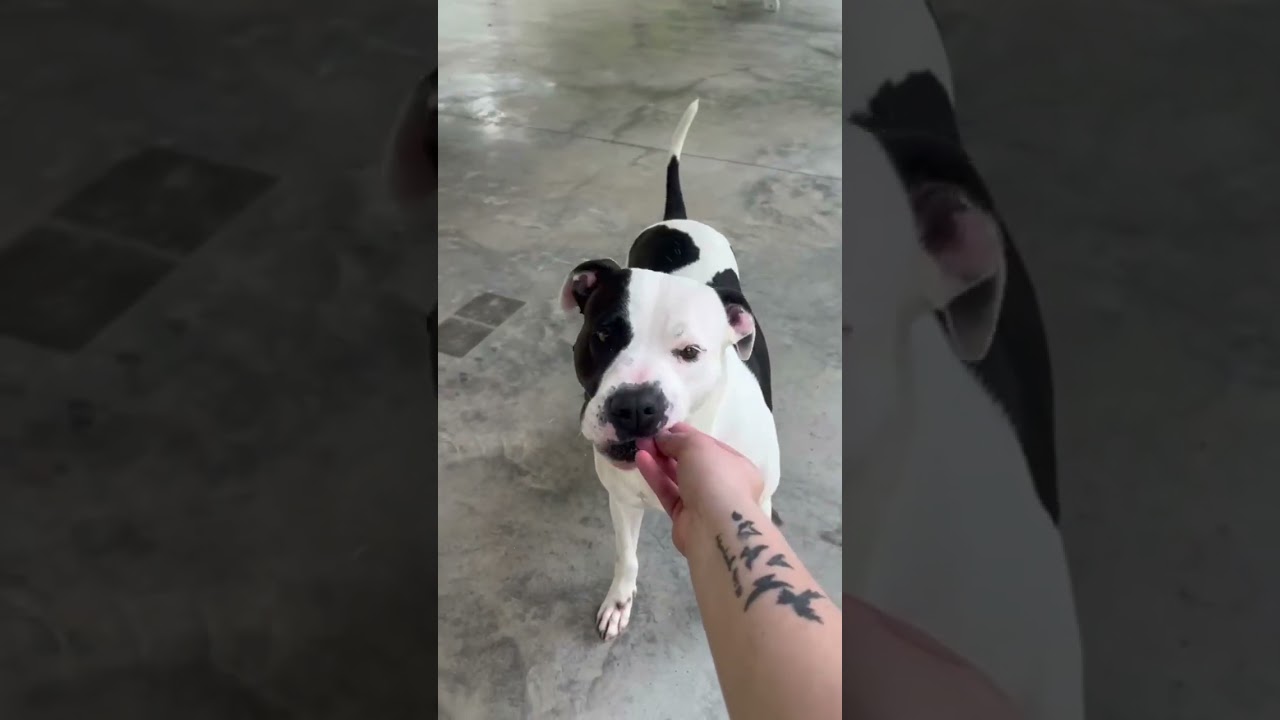 Snickers, a Adoptable mixed breed in Columbus, NC video 6/6