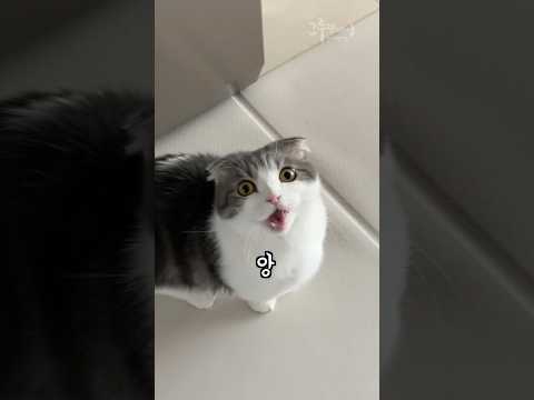 고양이가 울길래 따라가 봤더니