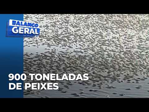 Após queda de energia em propriedade rural de Tupãssi, produtor perde 900 toneladas de peixes