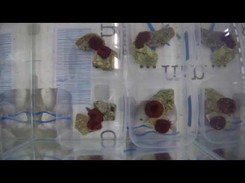 Enemy Anemone Fight Club- Epic Battle 2