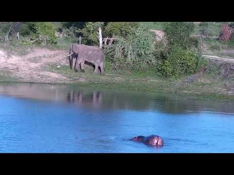 Djuma: Water Thick-knees warning Elephant bull away from their nest - 17:37 - 11/14/2022