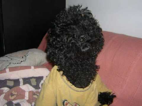 Vlada Gile Piko & Švaba - Srećan Ti Rođendan