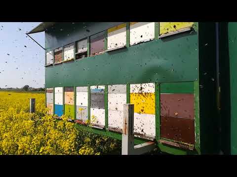 Uljana repica 2018 - Pčelarstvo Trupković