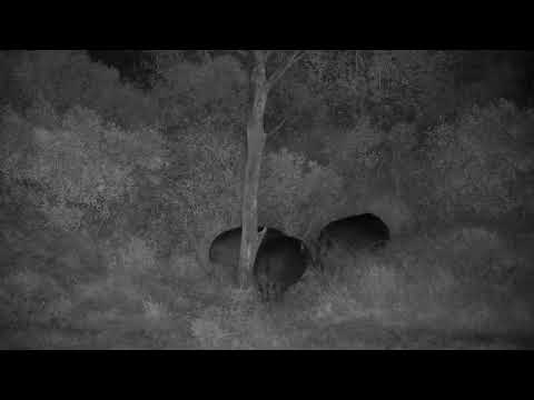 Djuma: Four Hippos go out to graze together - 05:19 - 06/26/2022