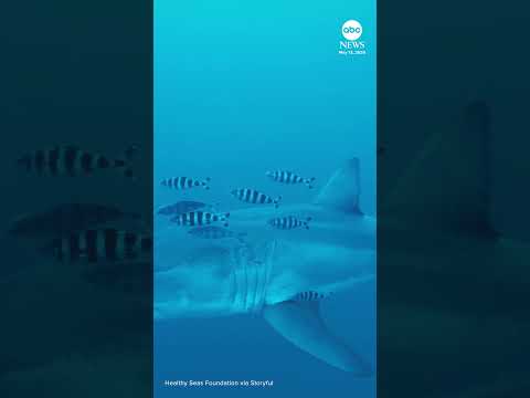 Adult great white shark 'filmed for the first time' in Mediterranean