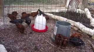preview picture of video 'Rhode Island Red and Plymouth Rock Baby Chicks - Enjoying Sunday Lunch'
