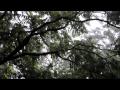 New York City Tropical Rain June 26
