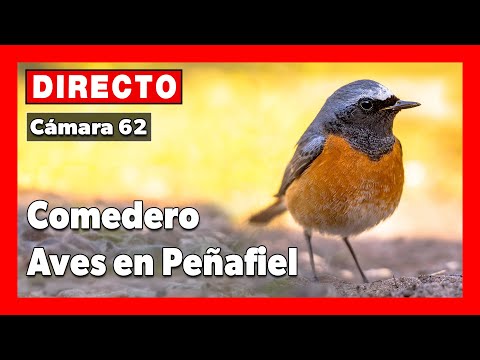 Peñafiel. Comedero aves 🔴 DIRECTO (Cámara 62 | Peñafiel, Valladolid)
