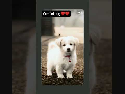 super cute dog ❤️❤️❤️ #like #subscribe