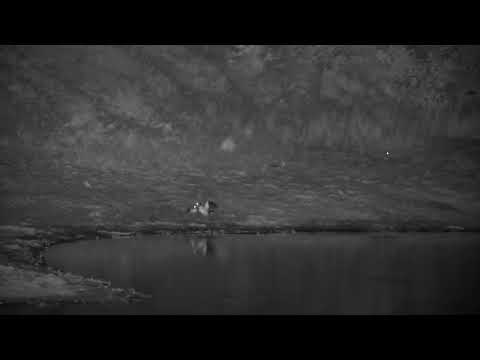 Djuma: Egyptian Geese mating - 22:57 - 10/30/2022