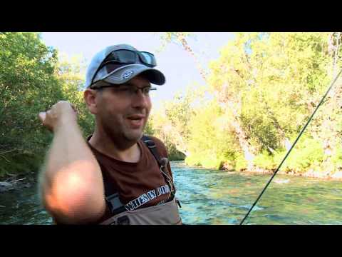 Flot regnbueørred i Russian River i Alaska