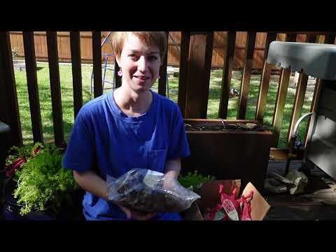 YouTube video about: When to plant caladium bulbs in north texas?