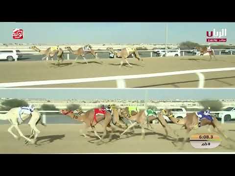  ش 9 (جبارة) لـ سعيد جابر عبدالله الحربي 12:26:73 , مهرجان الأمير الوالد 2026/2/9 ثنايا الشحانية   