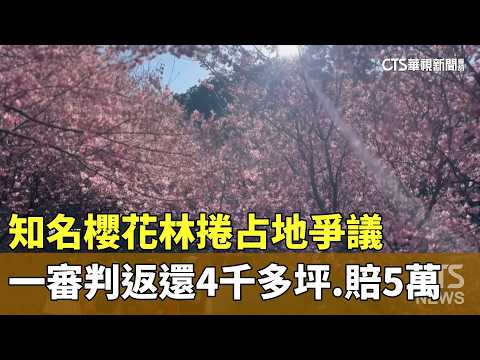 知名櫻花林捲占地爭議　一審判返還4千多坪.賠5萬