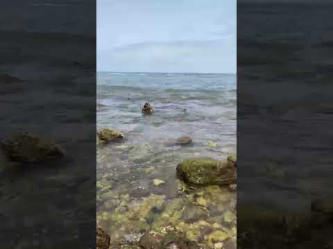 شاطئ 🏄🧘♥️👈🔔🛎️👍