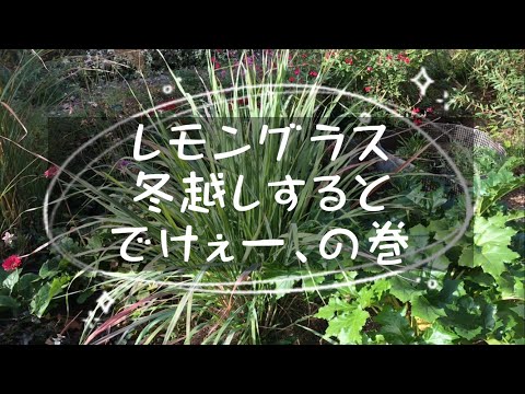 レモングラス 植物