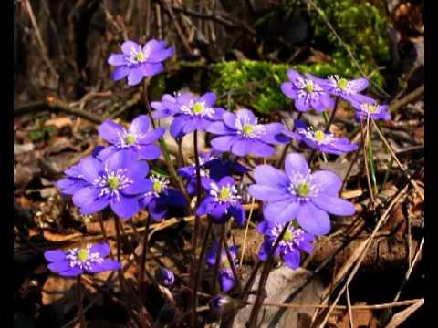 Mała błękitna chusteczka.