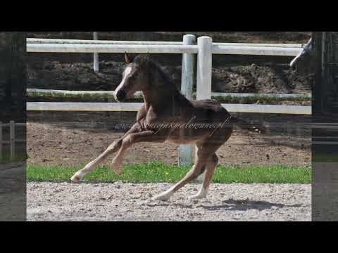 Hanowerska klacz Sweetheart (Secret po Sezuan x Dancier po De Niro)