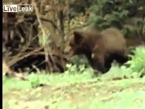 Bear cub fights cougar/moutain lion in Alberta Canada...and wins